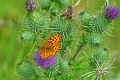 11 07 15_5899_edited-1